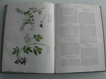The Book of Wild Flowers - National Geographic Society (Second Edition, 1933)