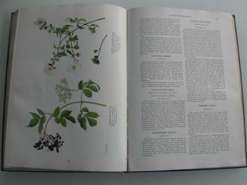 The Book of Wild Flowers - National Geographic Society (Second Edition, 1933)