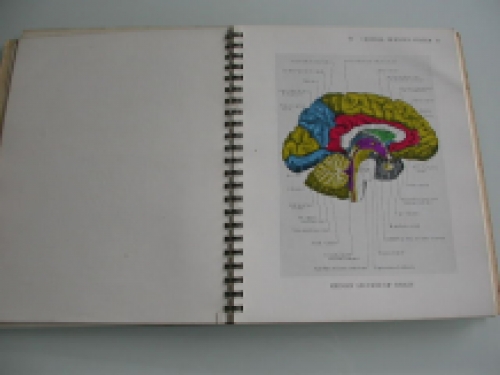 Illustrations of regional anatomy I. Central nervous system