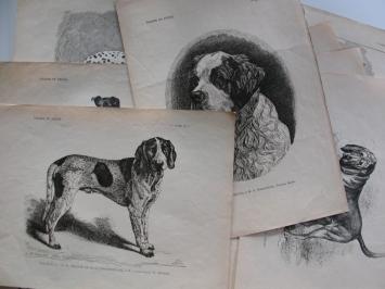 Vander snickt 14 planches chiens (annexe Chasse et Pêche)