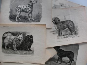 Vander snickt 14 planches chiens (annexe Chasse et Pêche)