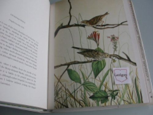 Audubon The birds of America